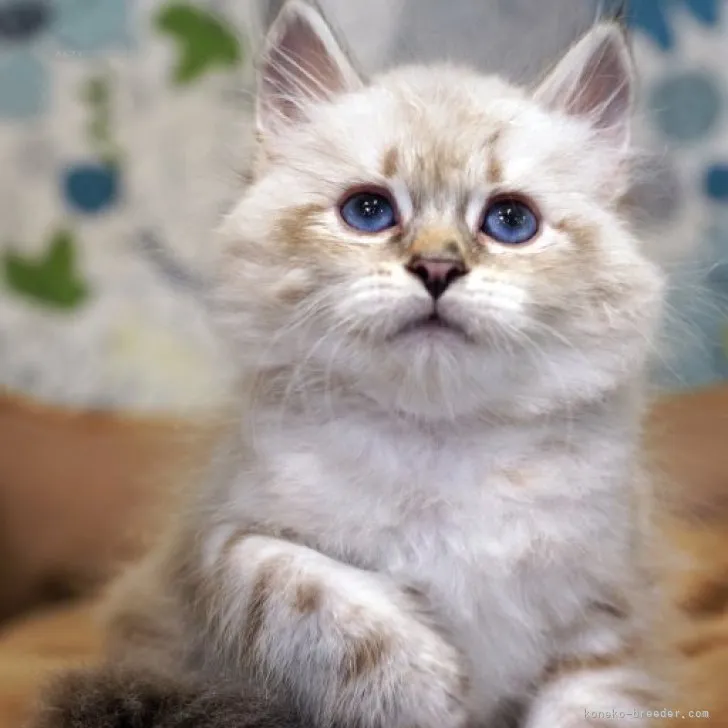 ID：2310-01178の子猫