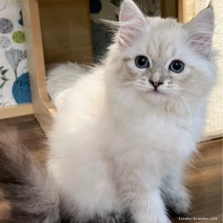 サイベリアン【東京都・女の子・2023年10月1日・シールゴールデンリンクスポイント】の写真1