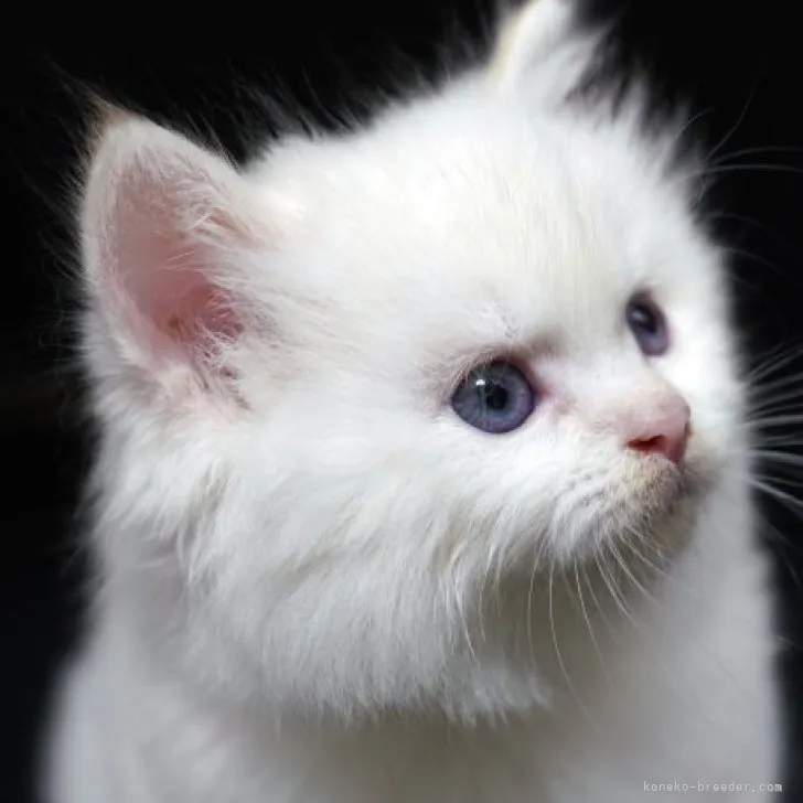 ID：2303-02585の子猫
