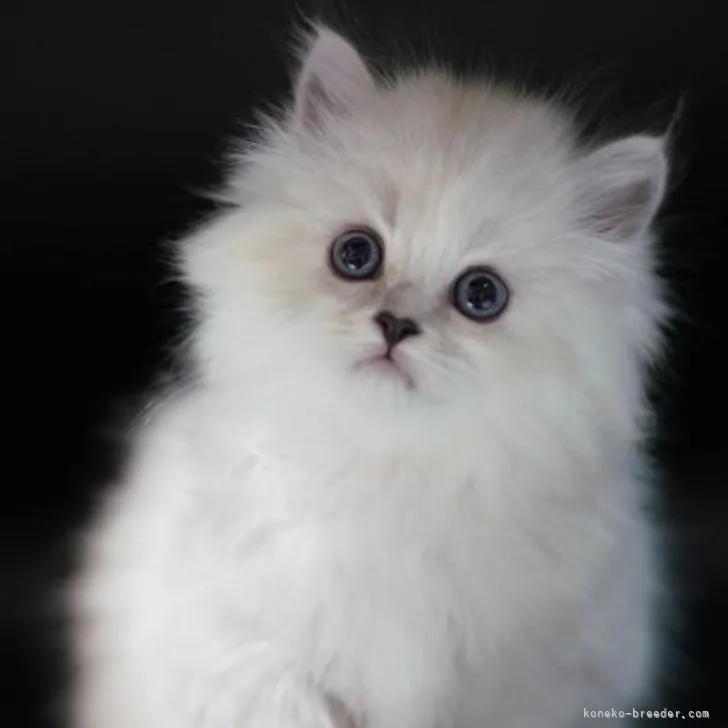 ID：2212-01235の子猫