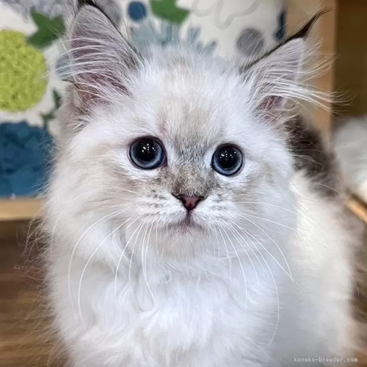 ID：2312-02421の子猫