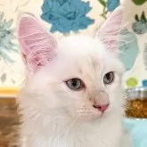 サイベリアン【東京都・男の子・2024年7月17日・シールゴールデンリンクスポイント】の写真1