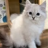 サイベリアン【東京都・女の子・2023年10月1日・シールゴールデンリンクスポイント】の写真1