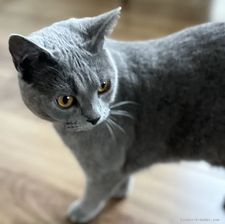 ID:2306-03508の子猫