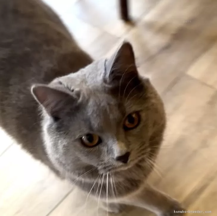 ID:2401-02442の子猫
