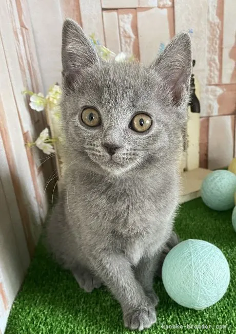 ID：2204-02076の子猫