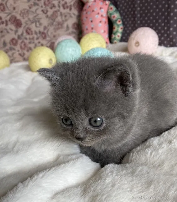 ID:2204-00441の子猫