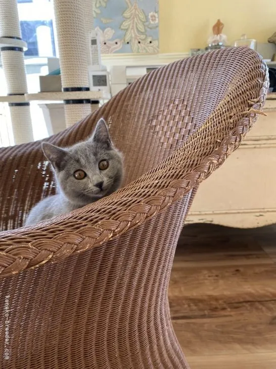 ムー 様のお迎えした子猫