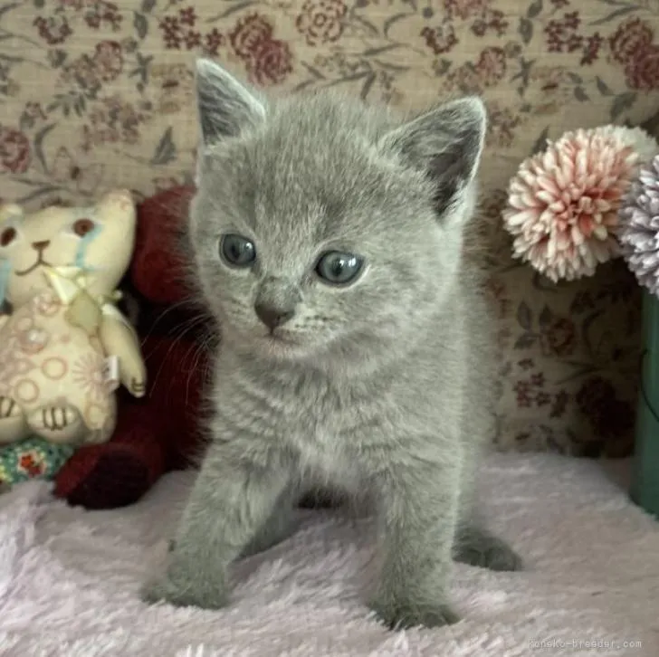 ID：2206-02414の子猫