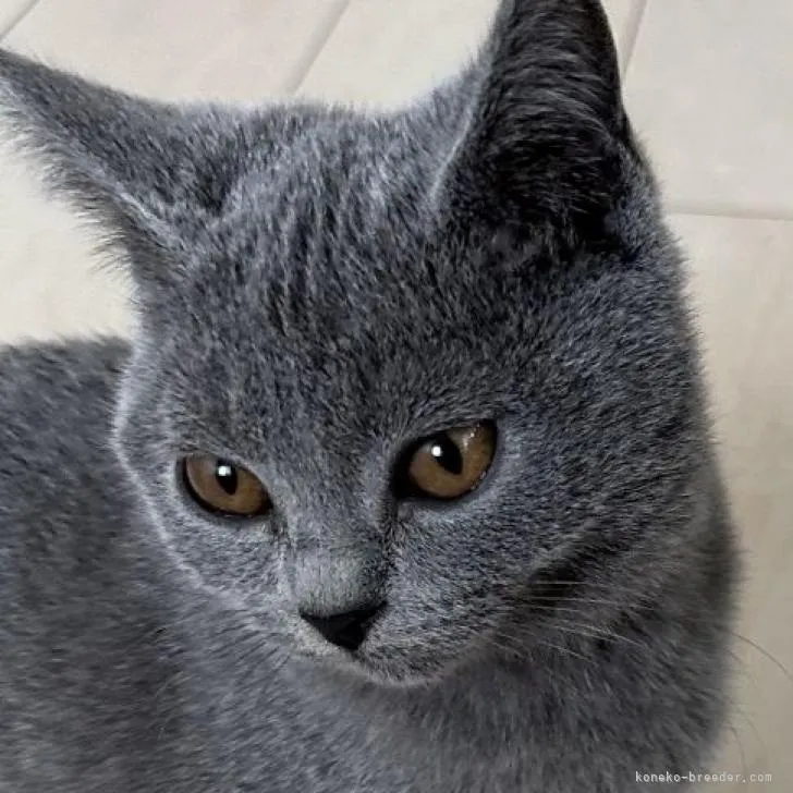 ID:2211-01548の子猫