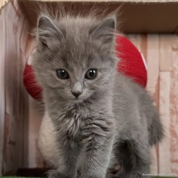 ID：2304-01098の子猫