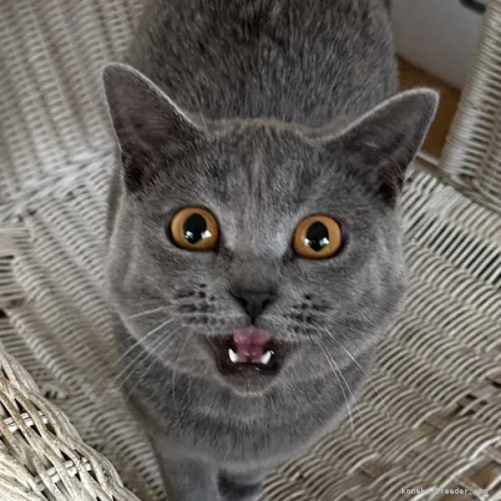 ID：2304-01328の子猫