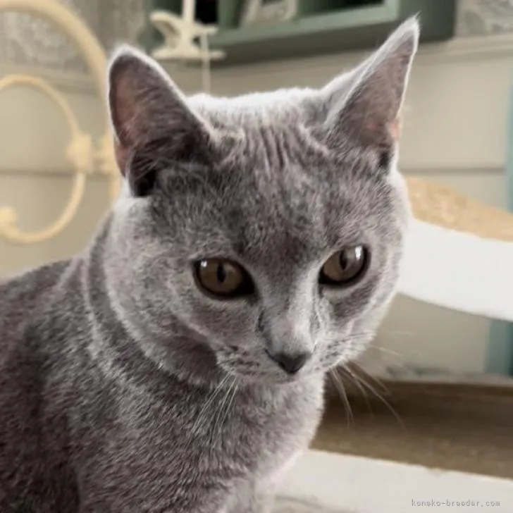 ID：2211-01554の子猫