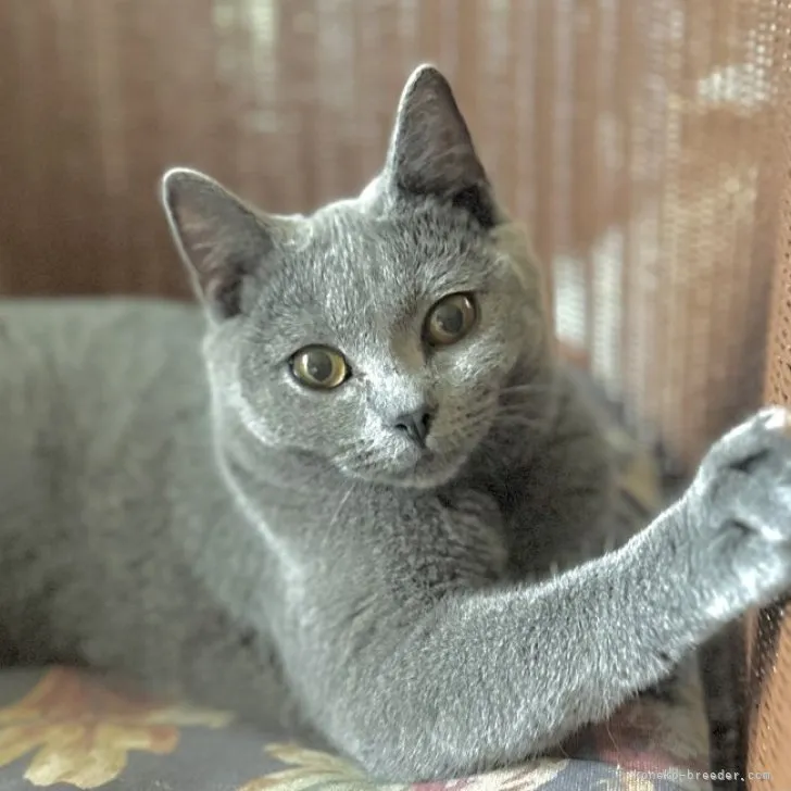 ID：2309-01043の子猫