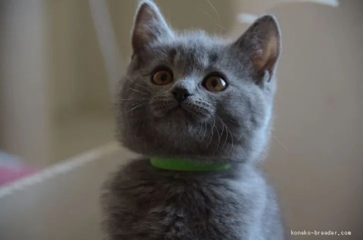 ID：1911-01852の子猫