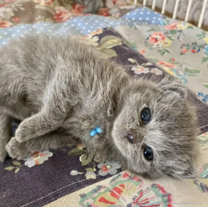 ID：2211-01544の子猫