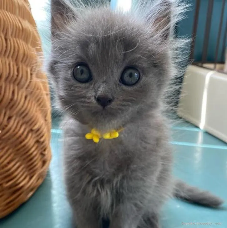 ID:2208-01225の子猫