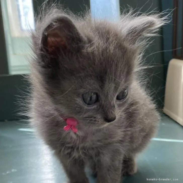 ID：2208-01248の子猫