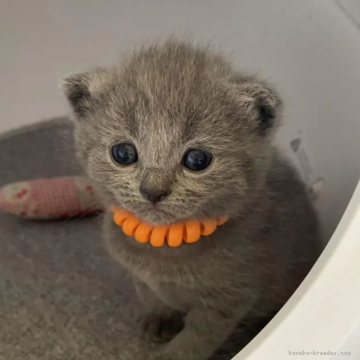 ID：2206-01541の子猫