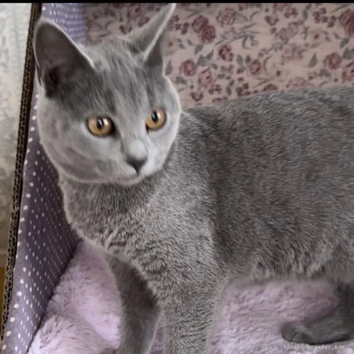 ID：2211-02277の子猫