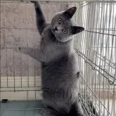 シャルトリュー【埼玉県・男の子・2022年5月30日・ブルーソリッド】の写真1「2023/06/02撮影」