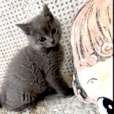 シャルトリュー