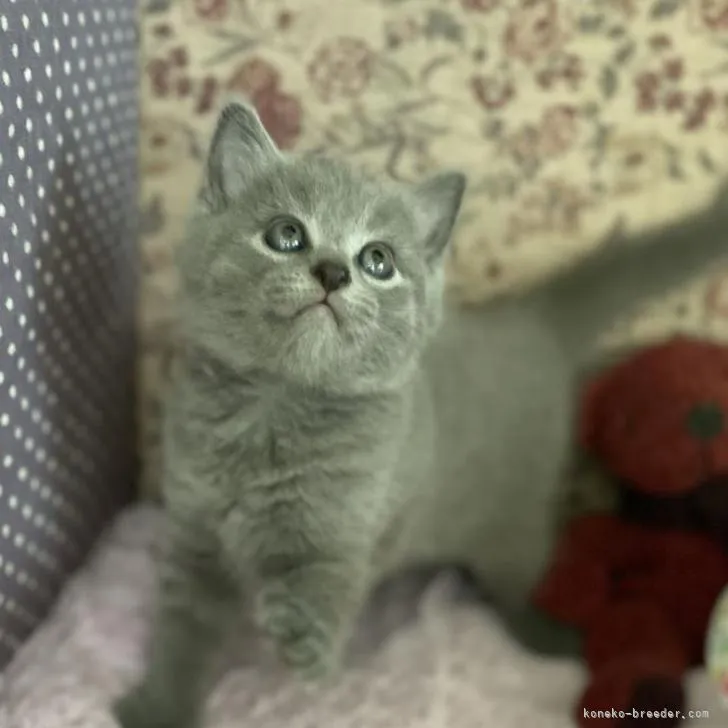 ID：2209-01944の子猫