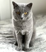シャルトリュー【・男の子・2021年2月27日・ブルー】「2024/8/21撮影」