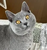 シャルトリュー【埼玉県・男の子・2022年5月30日・ブルーソリッド】の写真2「2023/06/02撮影」