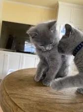 シャルトリュー【埼玉県・女の子・2022年1月29日・ブルー】の写真2「兄妹と一緒4／1撮影」