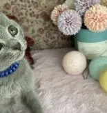 シャルトリュー【埼玉県・男の子・2022年4月24日・ブルーソリッド】の写真3「6/21撮影」