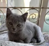 シャルトリュー【埼玉県・男の子・2022年11月16日・ブルーソリッド】の写真3「2023/01/22撮影」