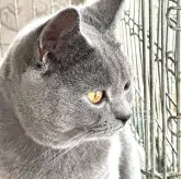 シャルトリュー【埼玉県・男の子・2022年5月30日・ブルーソリッド】の写真4「2023/06/02撮影」