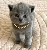 シャルトリュー【埼玉県・女の子・2024年10月5日・ブルー】の写真4