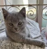 シャルトリュー【埼玉県・男の子・2022年11月16日・ブルーソリッド】の写真5「2023/01/22撮影」