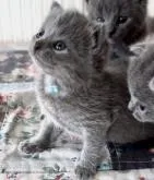 シャルトリュー【埼玉県・男の子・2022年10月21日・ブルーソリッド】の写真5「2022/11/17撮影」