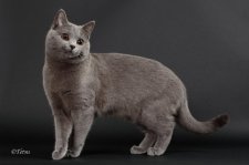 シャルトリュー【・男の子・2016年3月23日・ブルー】「キャットショーでプロカメラマンに撮影してもらった写真」