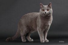 シャルトリュー【・男の子・2016年3月23日・ブルー】「キャットショーでプロカメラマンに撮影してもらった写真」