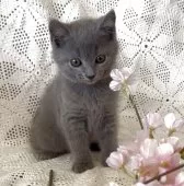 シャルトリュー【埼玉県・女の子・2025年8月14日・ブルー】の写真10「9/29撮影」