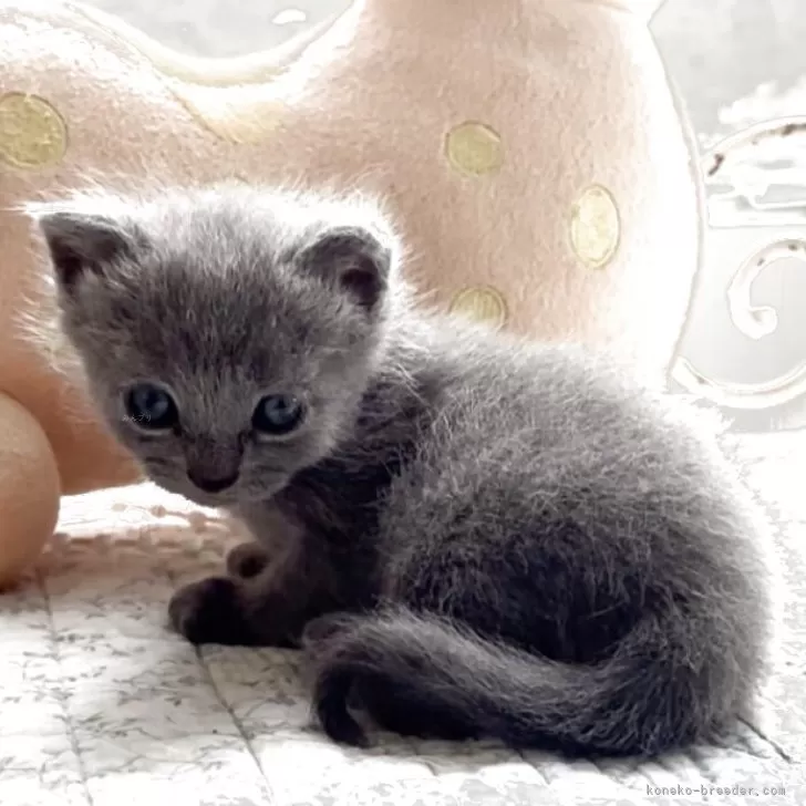 ID：2506-01908の子猫