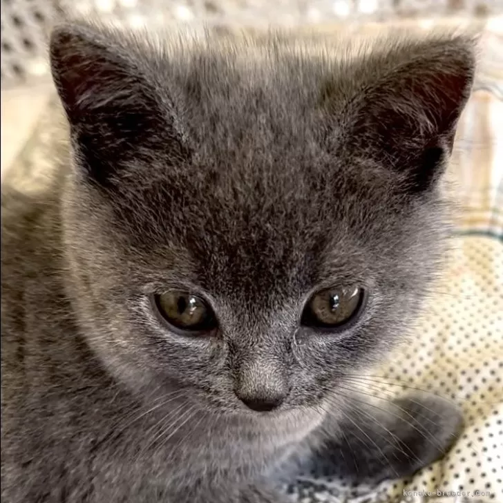 ID:2412-02331の子猫
