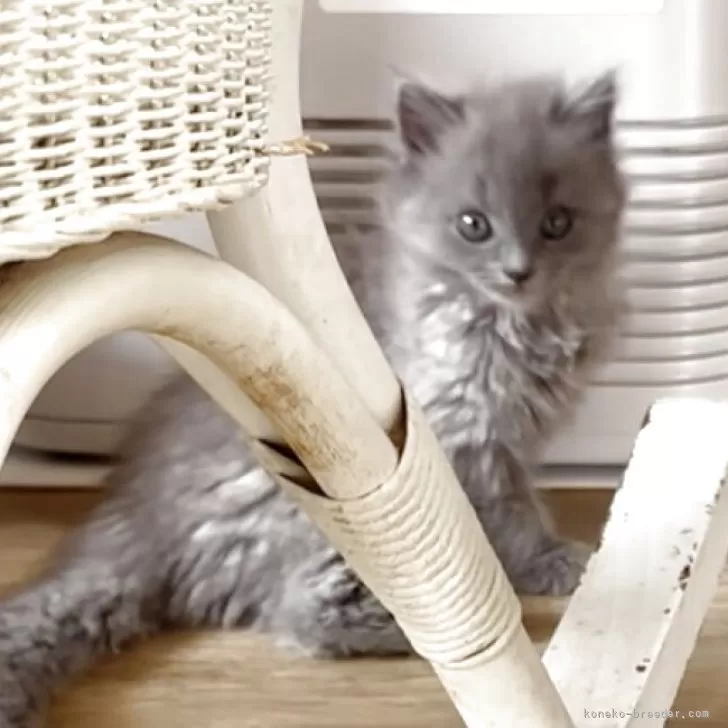 S.S 様のお迎えした子猫