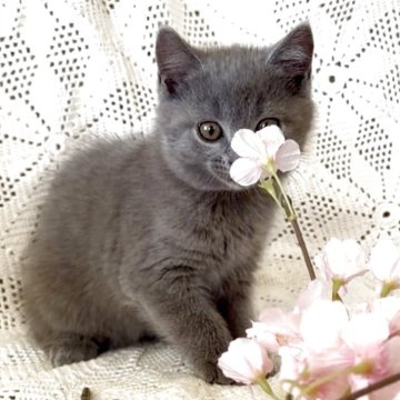 シャルトリュー【埼玉県・女の子・2025年8月14日・ブルー（フワフワなダブルコート）】の写真「父猫はアメリカ外産，母猫も外産血統」