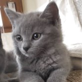 シャルトリュー