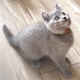 シャルトリュー