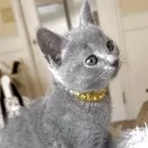 シャルトリュー