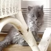 シャルトリュー