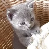 シャルトリュー