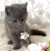 シャルトリュー【埼玉県・女の子・2025年8月14日・ブルー】の写真5「9/29撮影」