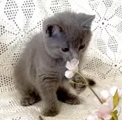 シャルトリュー【埼玉県・女の子・2025年8月14日・ブルー】の写真6「2/29撮影」